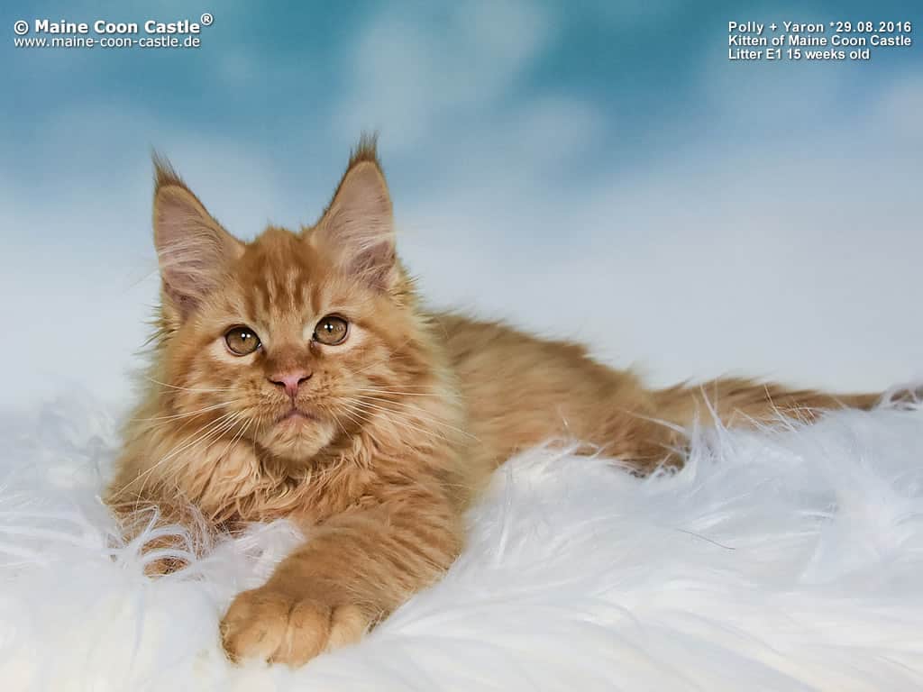 Egon of Maine Coon Castle