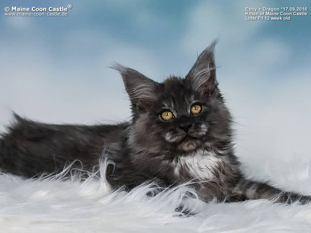 Franky of Maine Coon Castle