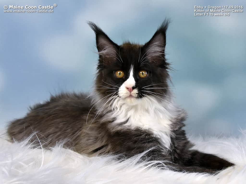 Franzi of Maine Coon Castle