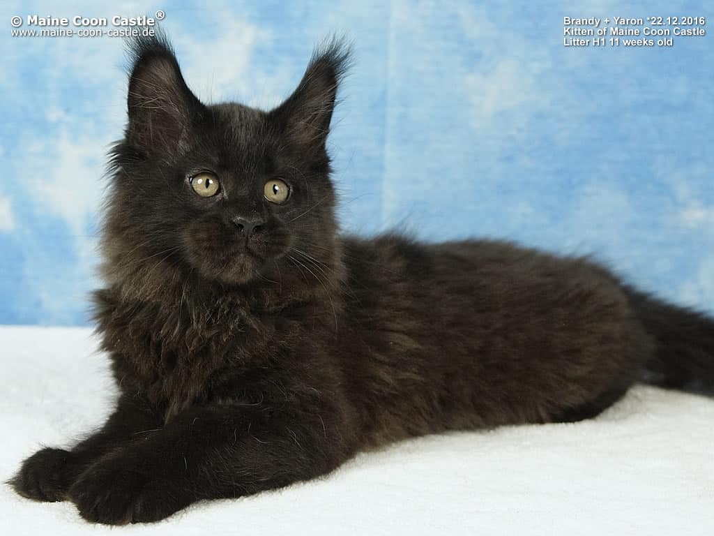 Hans of Maine Coon Castle